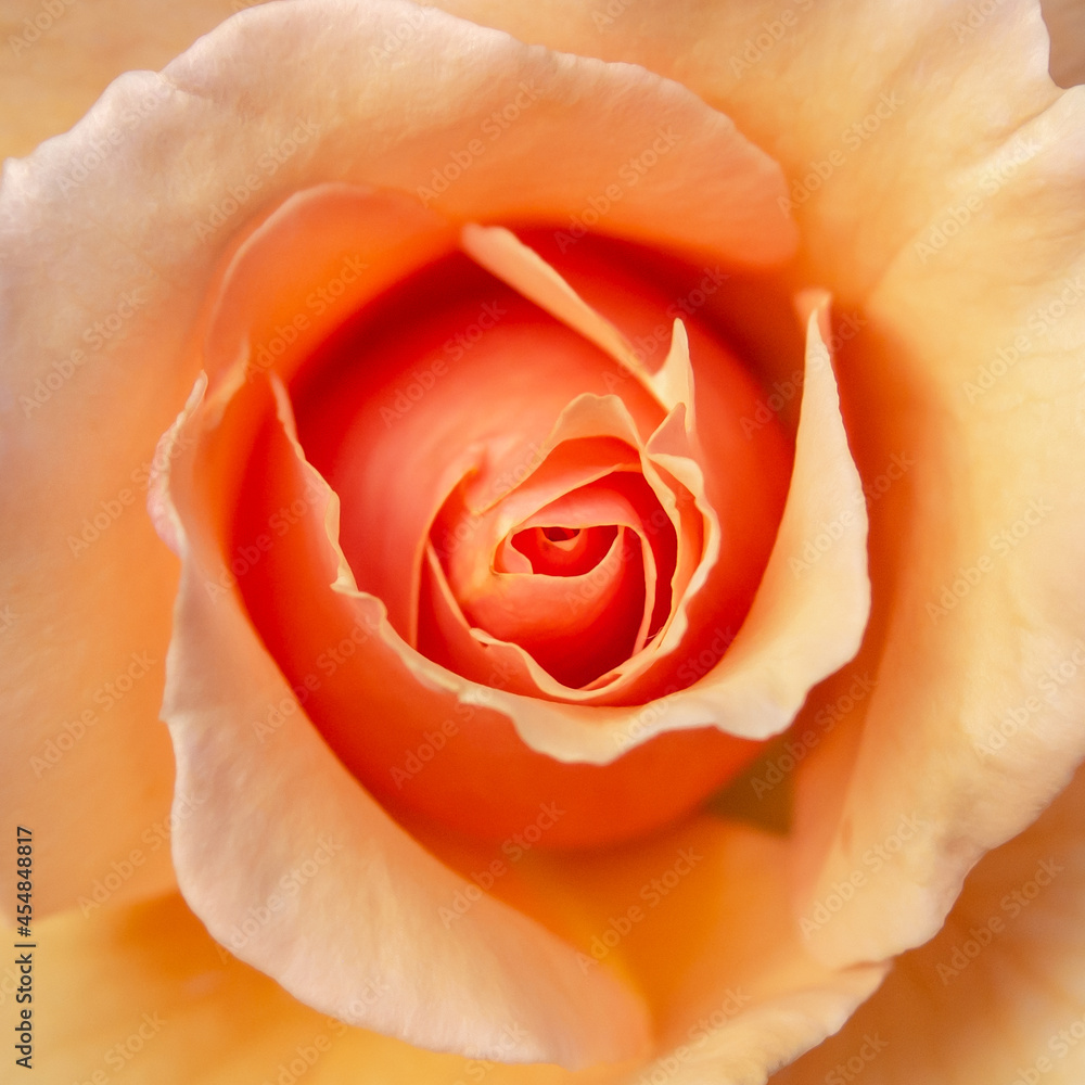バラの花のクローズアップ バラの花のクローズアップ