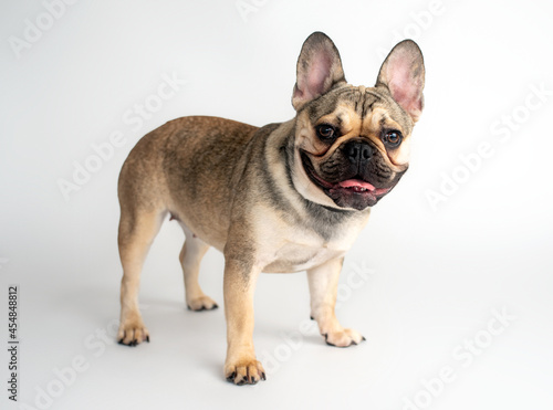 French bulldog fawn color on a white background 