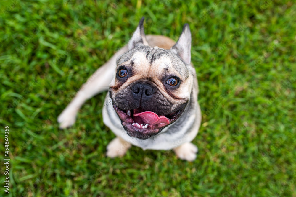 Fototapeta premium French Bulldog out for a walk on the green grass in Summer