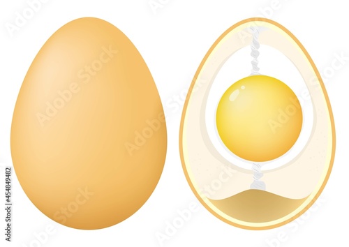Anatomy of a Chicken Egg. photo