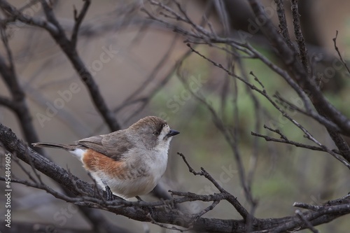 Southern Whiteface (Aphelocephala leucopsis) is a small, mostly dull-coloured bird. The head and back are deep grey-brown with dusky flecks on the crown. photo