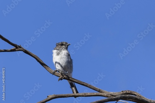 A juvenile male Hooded Robin (Melanodryas cucullata) perched on a branch. photo