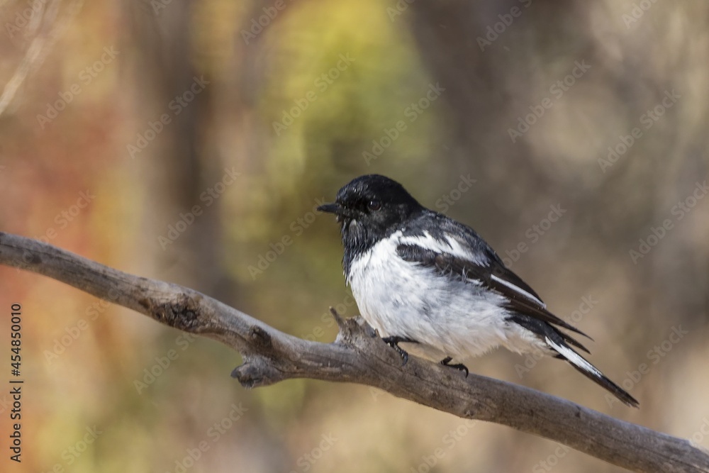 Obraz premium An adult male Hooded Robin (Melanodryas cucullata) perched on a branch. A medium-large black and white bird with a rather short slender bill and a moderately long tail.