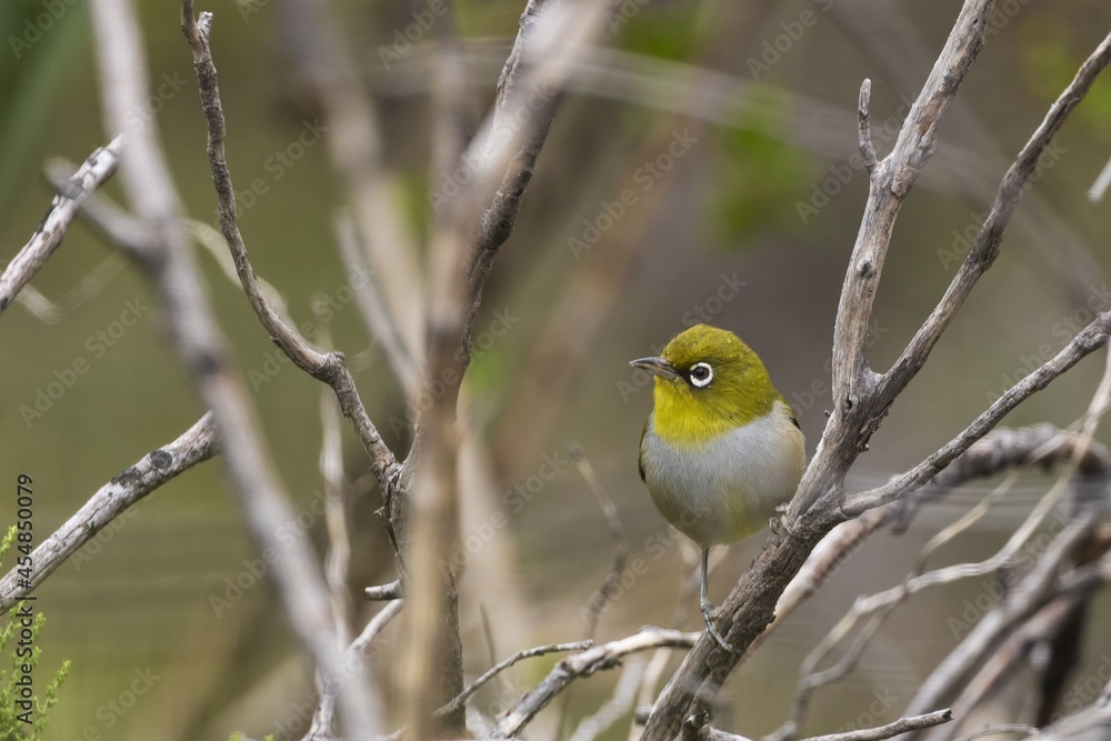 A small bird with a conspicuous ring of white feathers around the eye known as a Silvereye (Zosterops lateralis) perched among foliage. A small bird with a conspicuous ring of white feathers around the eye known as a Silvereye (Zosterops lateralis) perched among foliage.