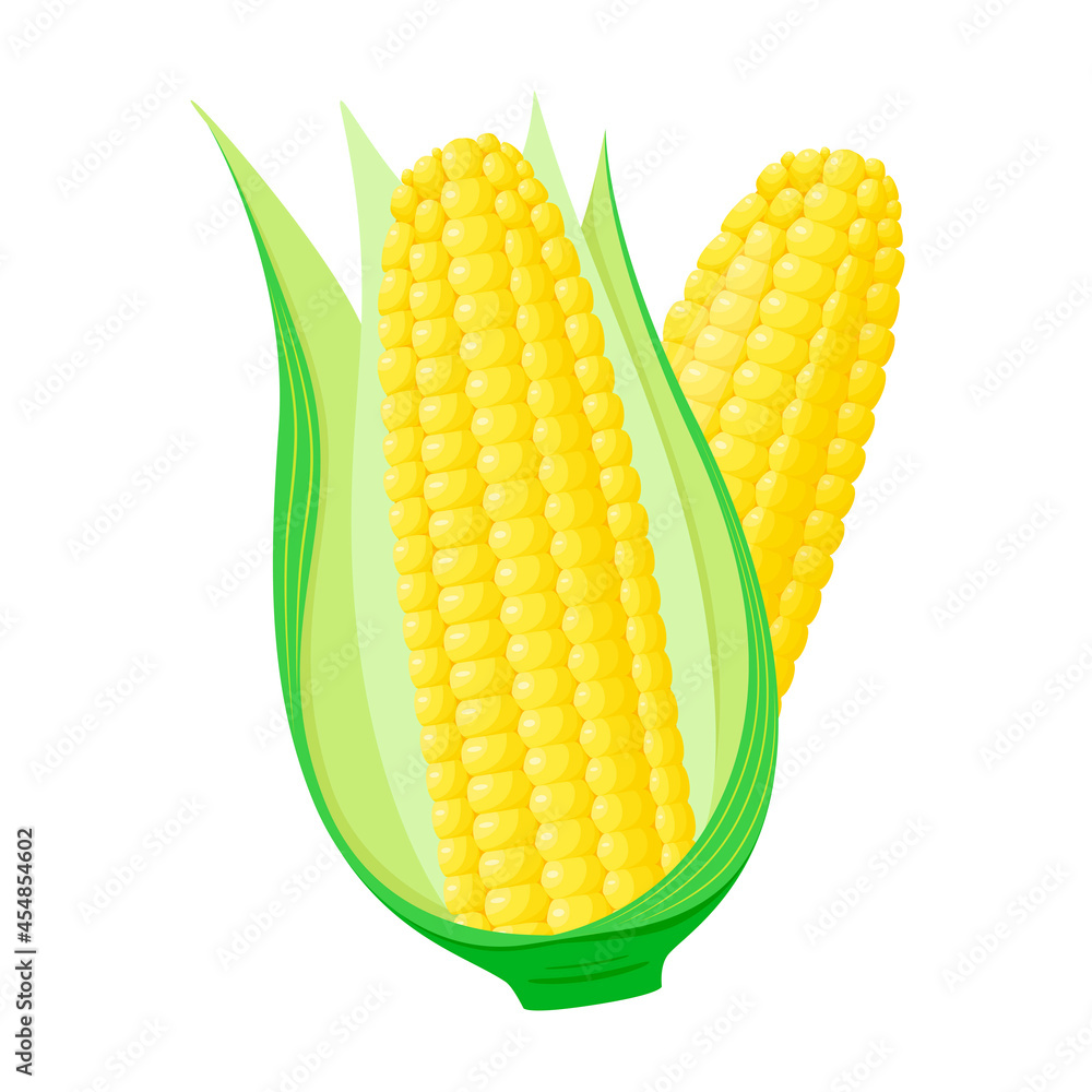 Ripe corn on a white background. A vegetable in a cartoon style. Ripe corn on a white background. A vegetable in a cartoon style.