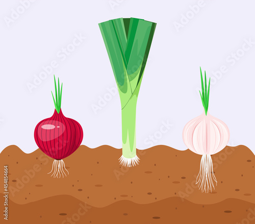 Ripe vegetables in the garden. Onion, garlic, leek. Cartoon design.