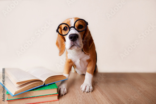 A busy beagle wears large round glasses. The dog is sitting at the desk. There are books on the table. The concept of education, back to school.