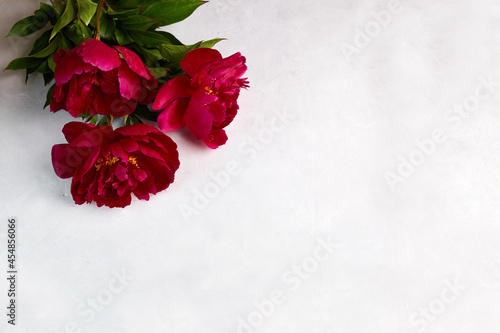 Beautiful blossoming red peony flowers on grey background. Top view, copy space. 