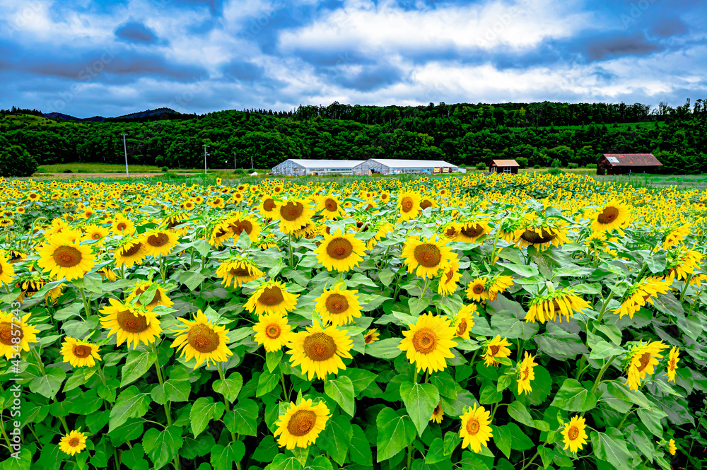 Many sunflowers in hokkaido