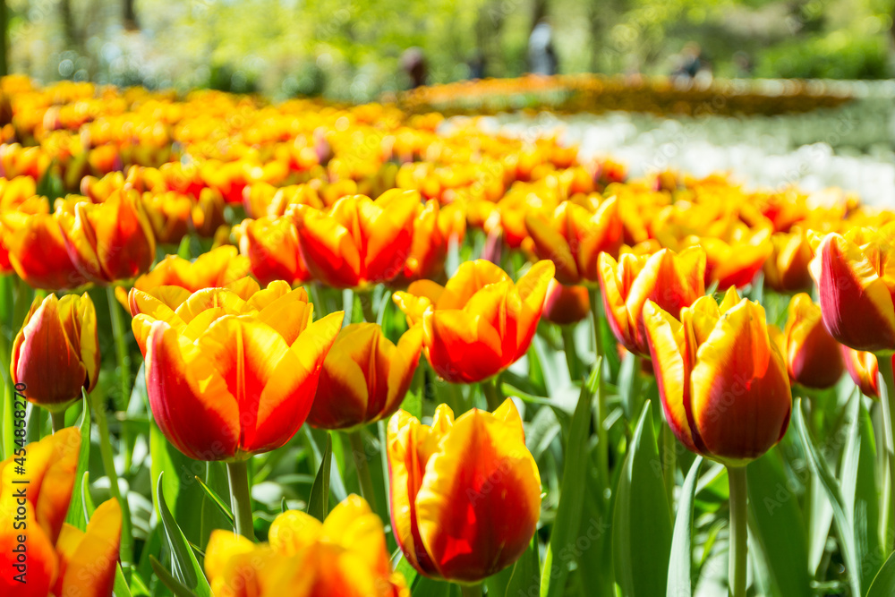 Obraz premium Yellow Tipped Red Tulips
