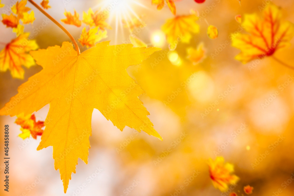 Golden autumn background. Maple leaves close up in the rays of the sun