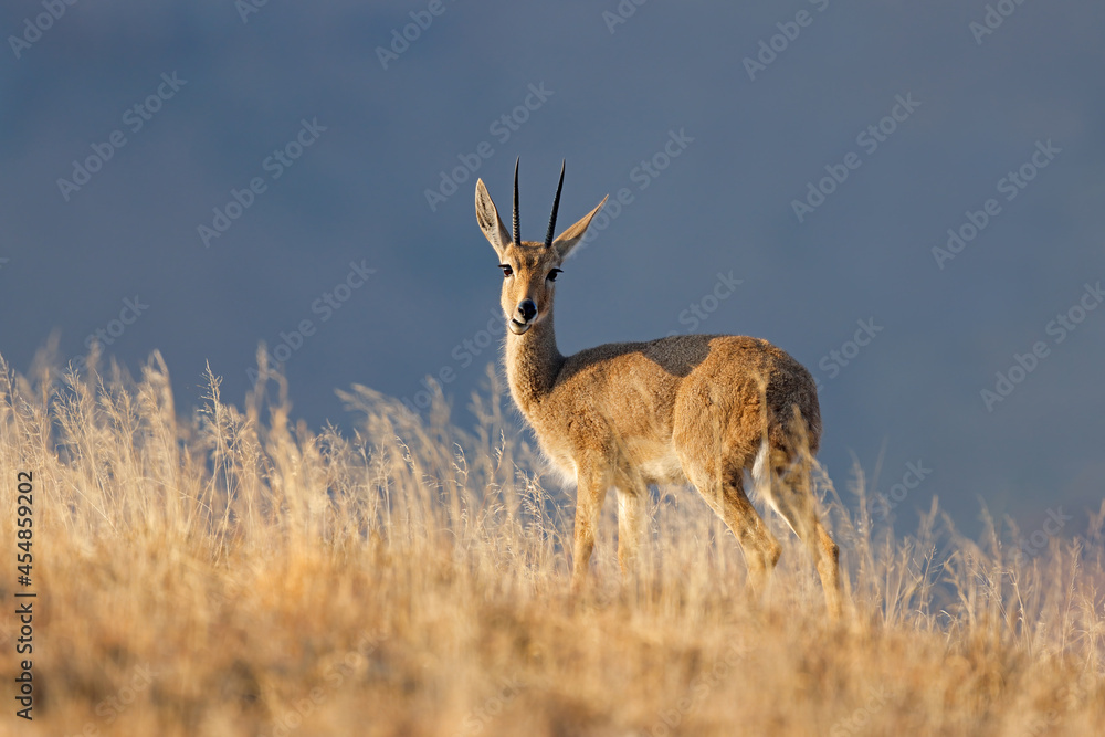 A grey rhebuck (Pelea capreolus) in natural habitat, Mountain Zebra National Park, South Africa. A grey rhebuck (Pelea capreolus) in natural habitat, Mountain Zebra National Park, South Africa.