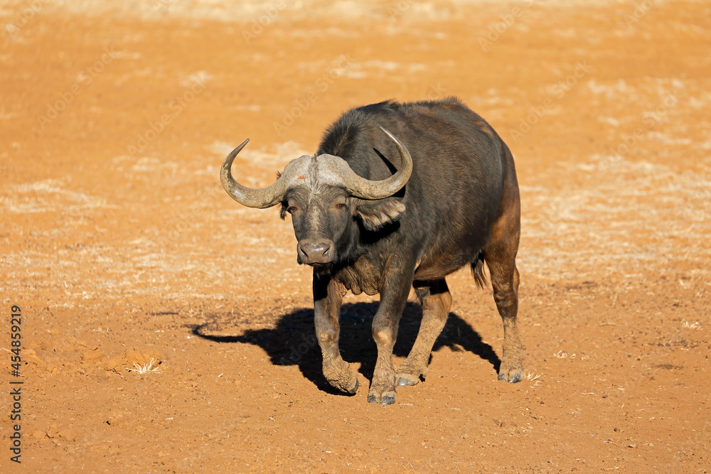 Obraz premium An African buffalo bull (Syncerus caffer) in natural habitat, Mokala National Park, South Africa.