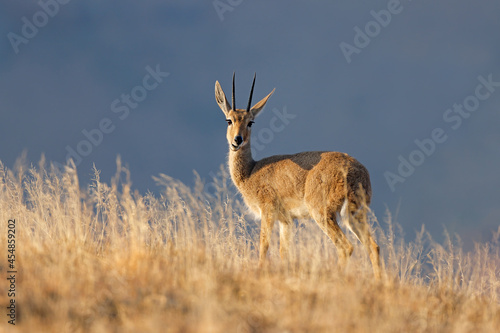 A grey rhebuck (Pelea capreolus) in natural habitat, Mountain Zebra National Park, South Africa.