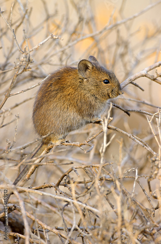 A Karoo bush rat (Otomys unisulcatus) in natural habitat, South Africa. photo