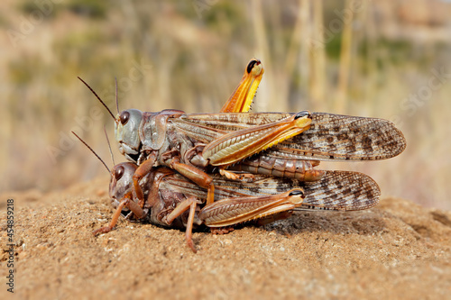 A pair of brown locusts (Locustana pardalina) mating, South Africa.