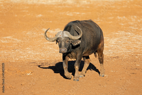 An African buffalo bull  Syncerus caffer  in natural habitat  Mokala National Park  South Africa.