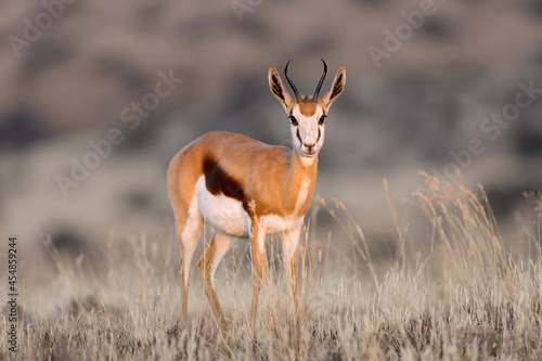 A springbok antelope (Antidorcas marsupialis) in grassland, Mokala National Park, South Africa. photo
