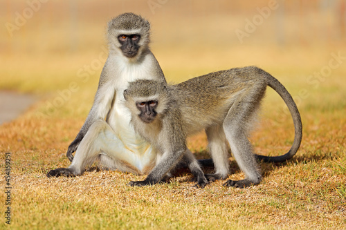 Two vervet monkeys (Cercopithecus aethiops) sitting on the ground, South Africa. photo