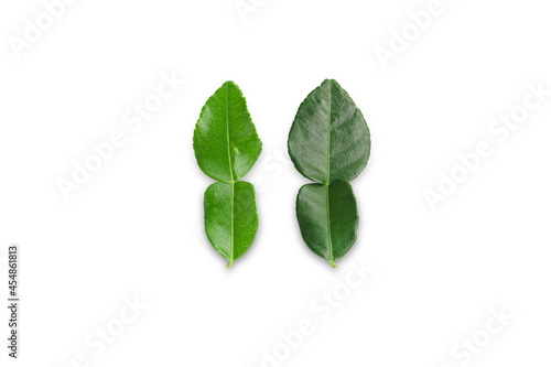 Kaffir lime leaves is not beautiful Young leaves and leaves old on the white background