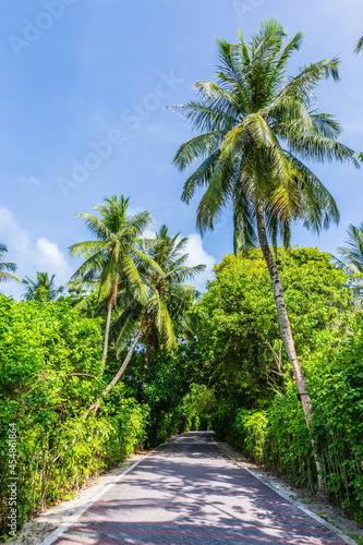 Fototapeta Naklejka Na Ścianę i Meble -  Palm trees  in the Maldives