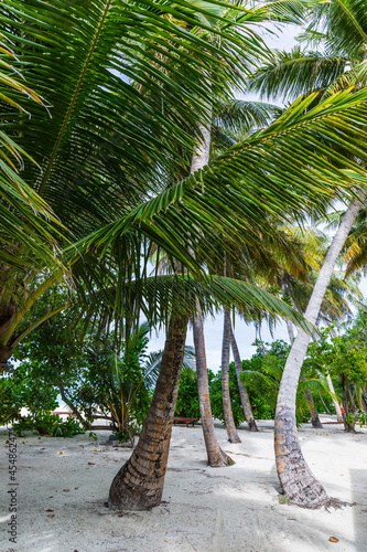 Palm trees in the Maldives