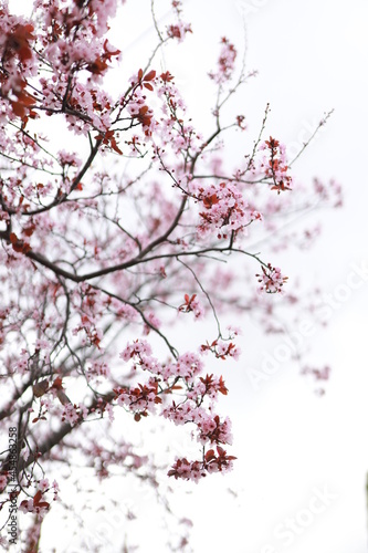 Cherry blossom in early spring.