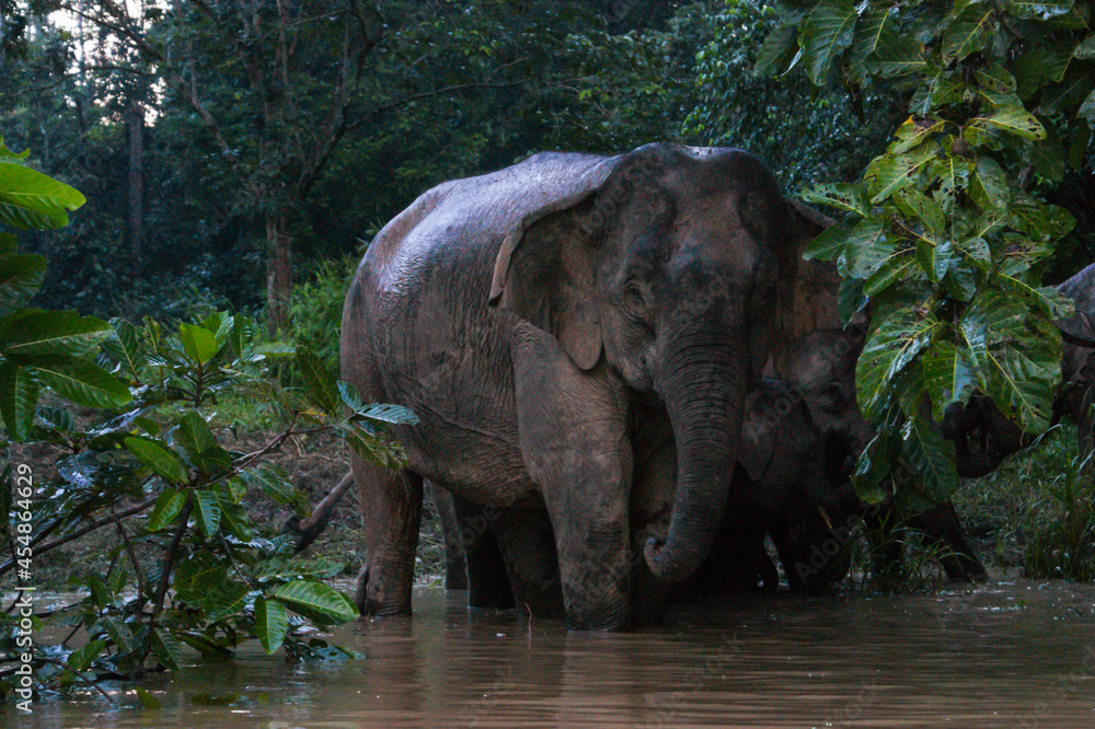 Fototapeta premium Female Borneo Pygmy Elephant (Elephas maximus borneensis) on the riverbank of Kinabatangan river, Sabah, Borneo