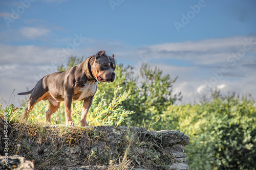On a sunny summer day, a dog is having fun on a rocky hill among the trees © FlyVi