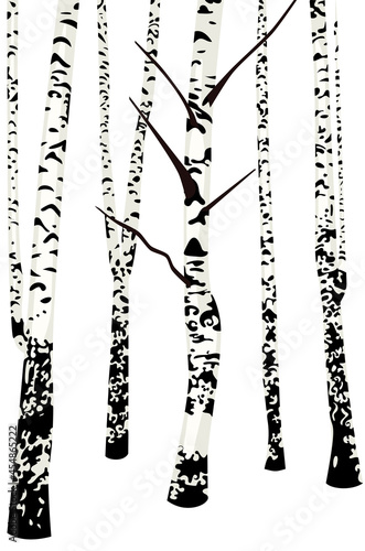Birch trees no leaves