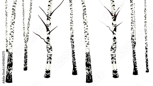 Birch trees no leaves