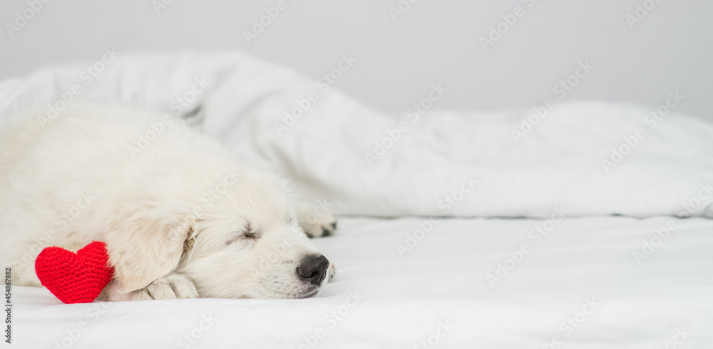 White Swiss shepherd puppy sleeps with read heart under white warm blanket on a bed at home. Empty space for text White Swiss shepherd puppy sleeps with read heart under white warm blanket on a bed at home. Empty space for text