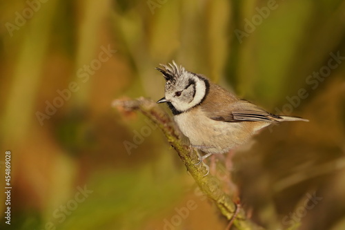 Poprtrait of a beautiful crested tit. Tit with crest sitting on the branch.  Lophophanes cristatus photo