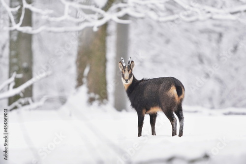 chamois in winter forest. Winter scene with horn animal. Rupicapra rupicapra. Animal from Alp.