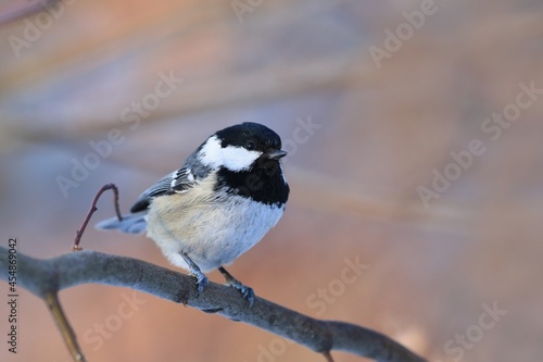 Portrait of a cute coal tit sitting on the branch. Periparus ater