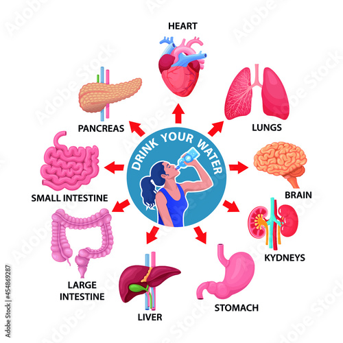 Woman drink water and human organs vector illustration.