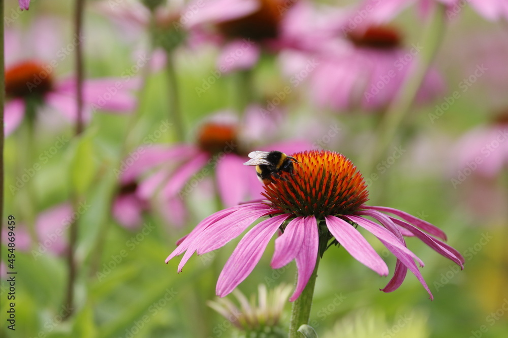 coneflower with bumble bee coneflower with bumble bee