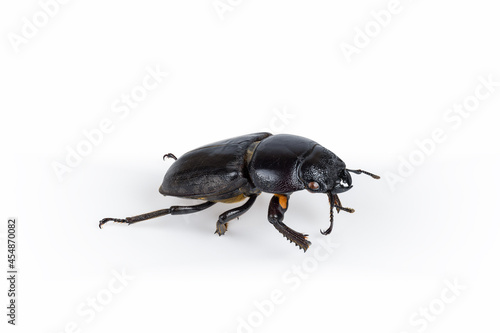 female stag beetle isolated © chungking