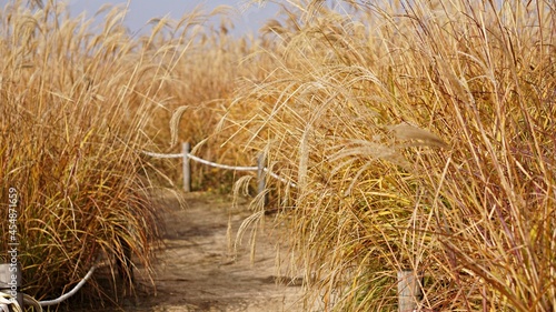 Golden grass in the Haneul park