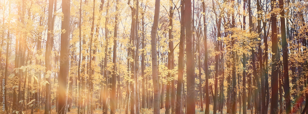 golden autumn forest landscape, mixed forest view, taiga, nature in october golden autumn forest landscape, mixed forest view, taiga, nature in october