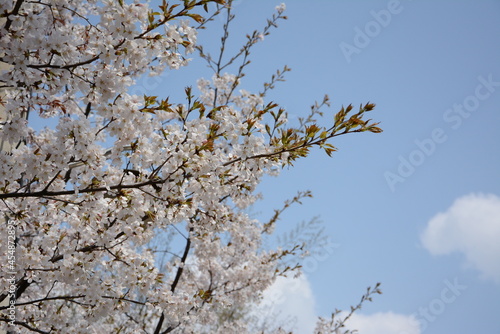 Wallpaper Mural Cherry blossoms bloom in the clear sky  Torontodigital.ca