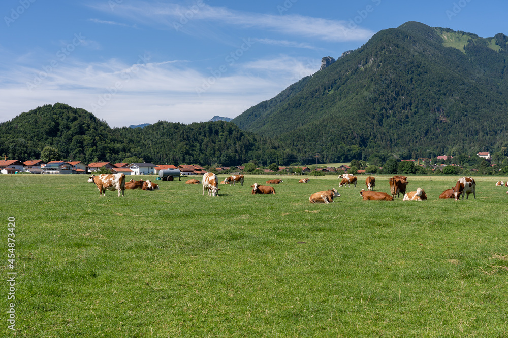 eine Herde Kühe grasen auf einer saftigen Weide in den Alpen in Bayern