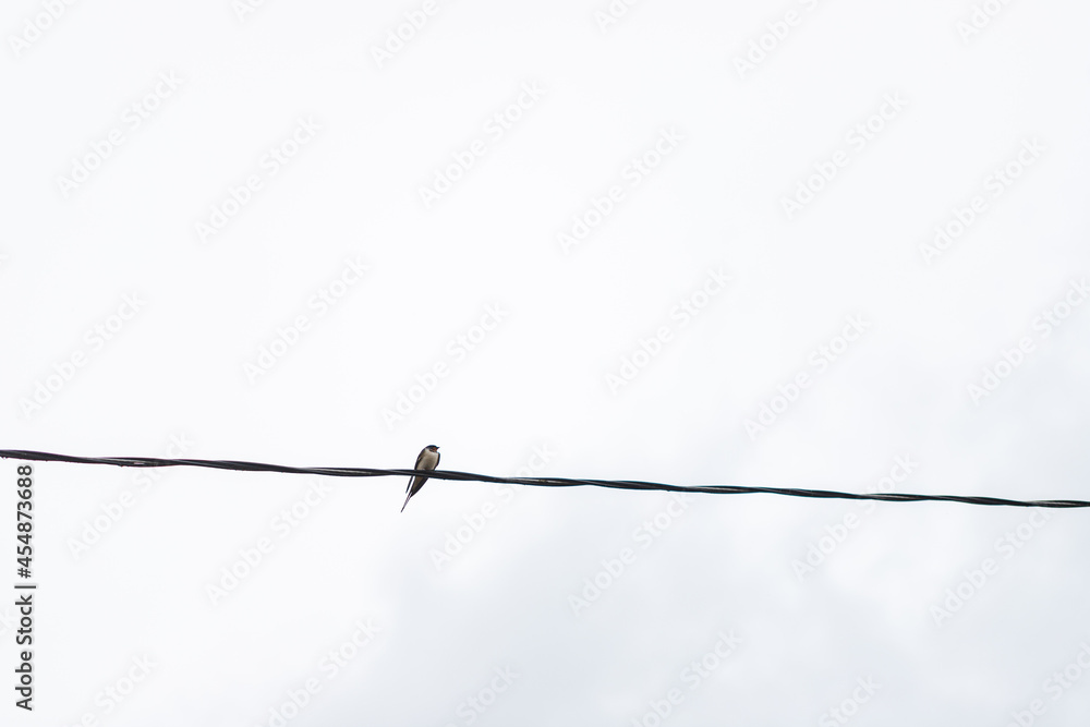 swallow bird on electric wire, light grey cloudy sky background