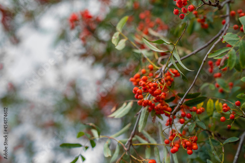 Out of focus photo of rowan berries. Mountain ash (Sorbus) tree with ripe berry. Free space for text. 