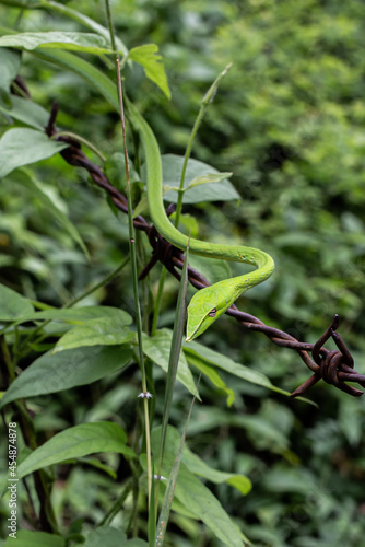 Closeup head of Long-nosed whip snake or Green vine snake in a tree. Beautiful green snake in natural. 