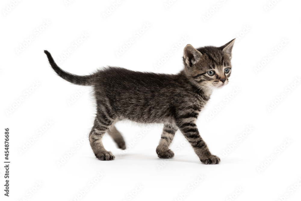 Pretty little grey cat on a white background