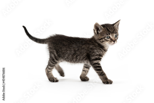 Pretty little grey cat on a white background