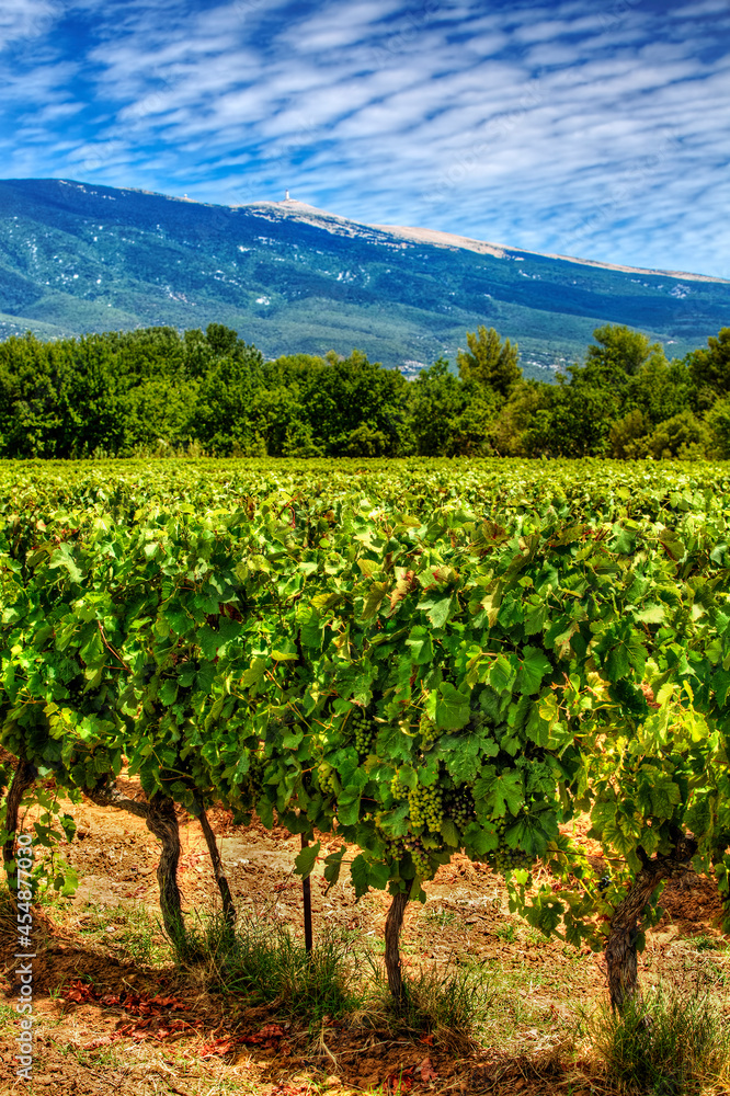 Agricultural Field of Grapevines at the Foot of Mont Ventoux, Provence, France