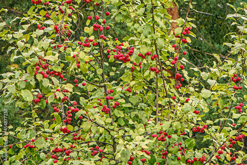 Branches of an apple tree of the ranet variety with ripe fruits photo