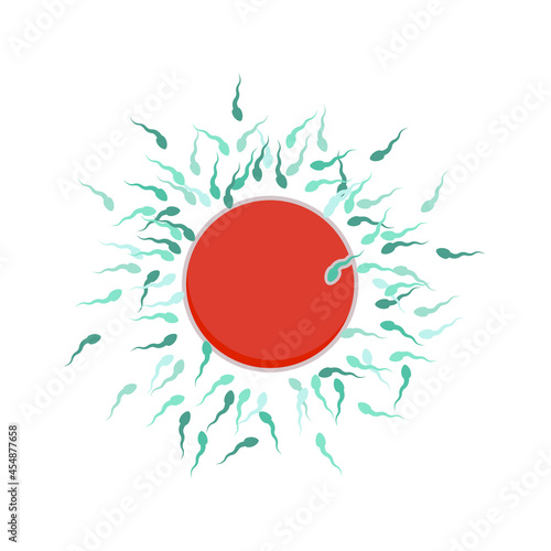 There are many sperm cells around the egg. One sperm cell enters the egg cell. Fertilization process. Vector illustration, flat cartoon color minimal design, isolated on white background, eps 10.